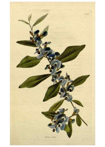 Reproducción/Reproduction 48782848848: The botanical cabinet. London :John & Arthur Arch ...,1817-1833.. 