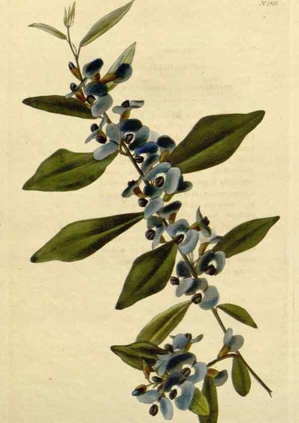 Reproducción/Reproduction 48782848848: The botanical cabinet. London :John & Arthur Arch ...,1817-1833.. 
