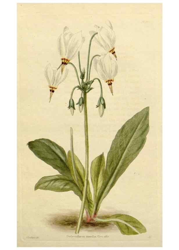 Reproducción/Reproduction 48782849218: The botanical cabinet. London :John & Arthur Arch ...,1817-1833.. 