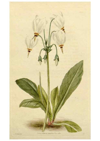Reproducción/Reproduction 48782849218: The botanical cabinet. London :John & Arthur Arch ...,1817-1833.. 