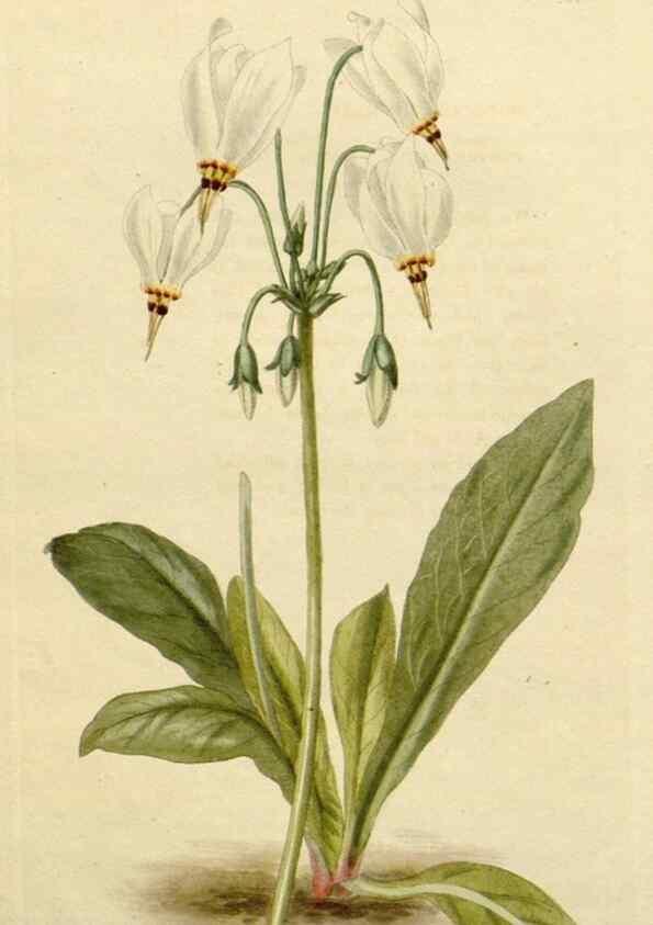 Reproducción/Reproduction 48782849218: The botanical cabinet. London :John & Arthur Arch ...,1817-1833.. 