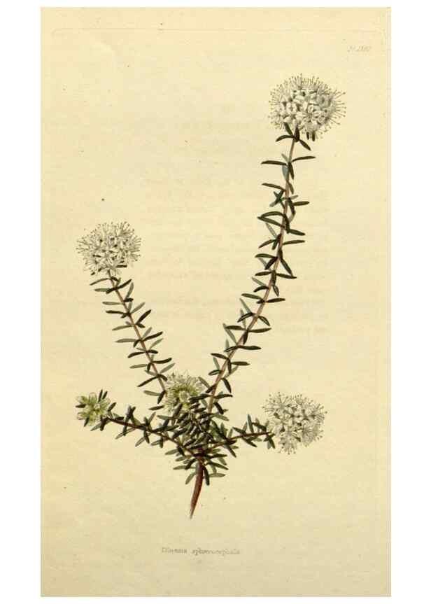 Reproducción/Reproduction 48783215881: The botanical cabinet. London :John & Arthur Arch ...,1817-1833.. 
