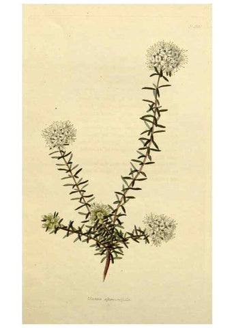 Reproducción/Reproduction 48783215881: The botanical cabinet. London :John & Arthur Arch ...,1817-1833.. 