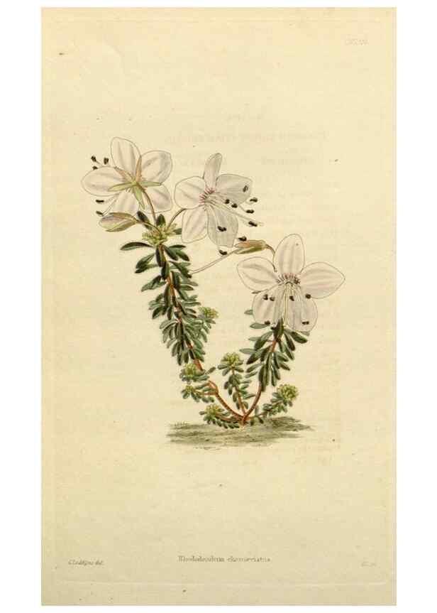 Reproducción/Reproduction 48782850123: The botanical cabinet. London :John & Arthur Arch ...,1817-1833.. 