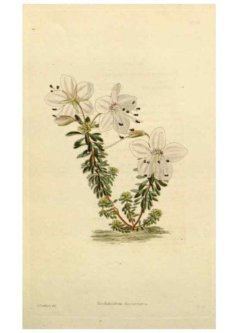 Reproducción/Reproduction 48782850123: The botanical cabinet. London :John & Arthur Arch ...,1817-1833.. 