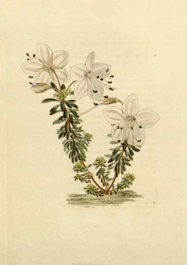 Reproducción/Reproduction 48782850123: The botanical cabinet. London :John & Arthur Arch ...,1817-1833.. 