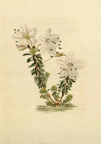 Reproducción/Reproduction 48782850123: The botanical cabinet. London :John & Arthur Arch ...,1817-1833.. 