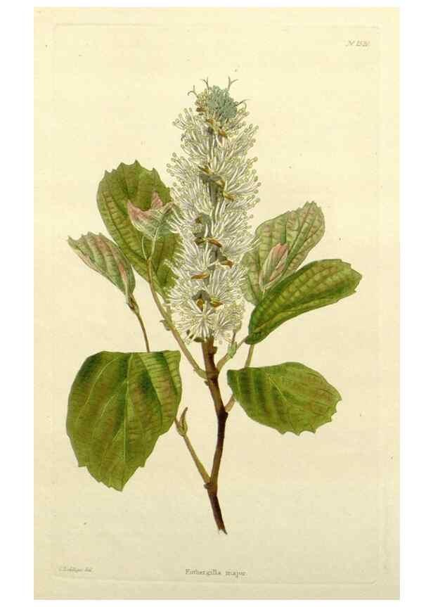 Reproducción/Reproduction 48783451147: The botanical cabinet. London :John & Arthur Arch ...,1817-1833.. 