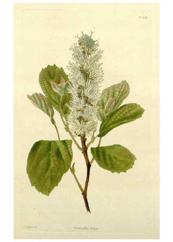 Reproducción/Reproduction 48783451147: The botanical cabinet. London :John & Arthur Arch ...,1817-1833.. 