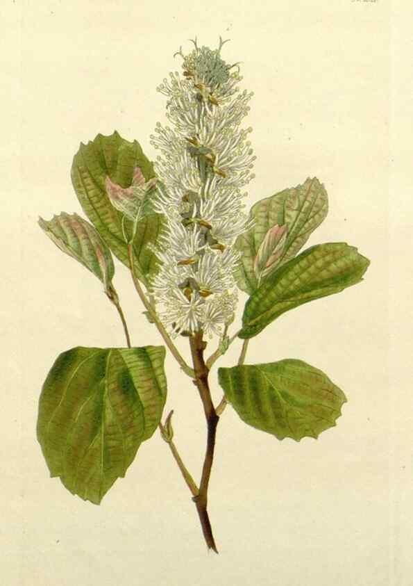 Reproducción/Reproduction 48783451147: The botanical cabinet. London :John & Arthur Arch ...,1817-1833.. 