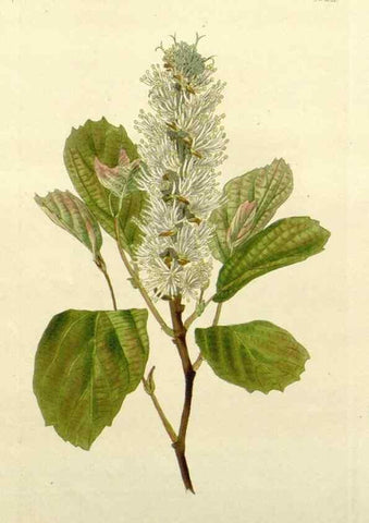 Reproducción/Reproduction 48783451147: The botanical cabinet. London :John & Arthur Arch ...,1817-1833.. 
