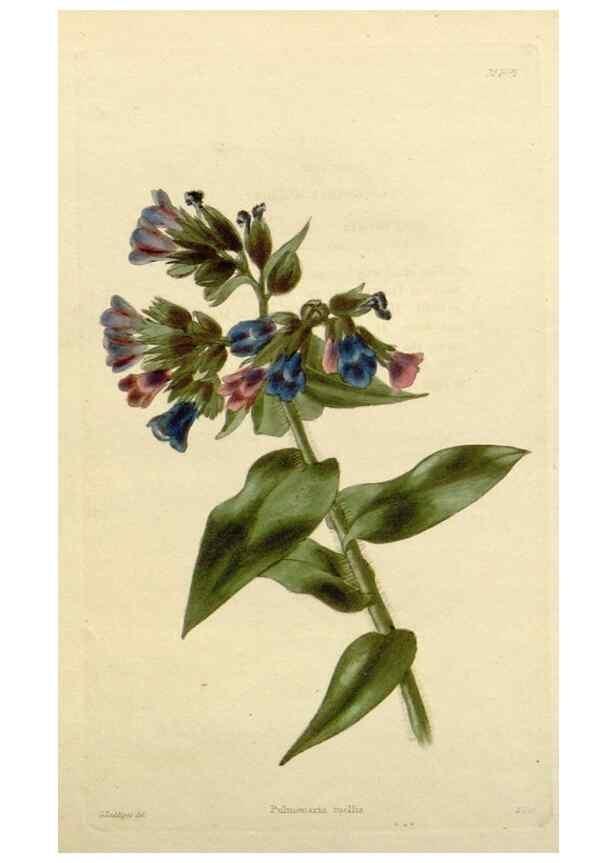 Reproducción/Reproduction 48783217111: The botanical cabinet. London :John & Arthur Arch ...,1817-1833.. 