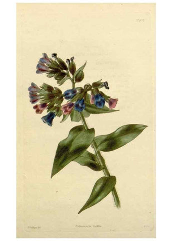 Reproducción/Reproduction 48783217111: The botanical cabinet. London :John & Arthur Arch ...,1817-1833.. 