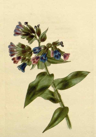 Reproducción/Reproduction 48783217111: The botanical cabinet. London :John & Arthur Arch ...,1817-1833.. 