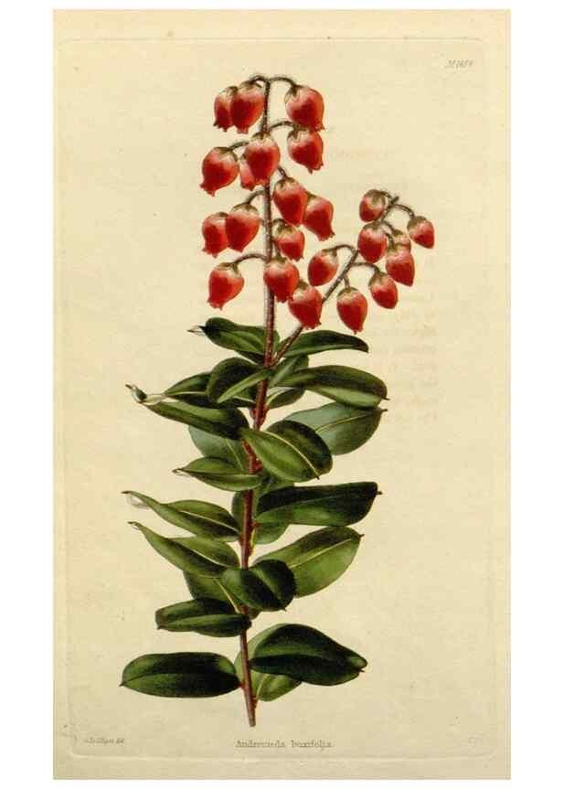 Reproducción/Reproduction 48782851633: The botanical cabinet. London :John & Arthur Arch ...,1817-1833.. 