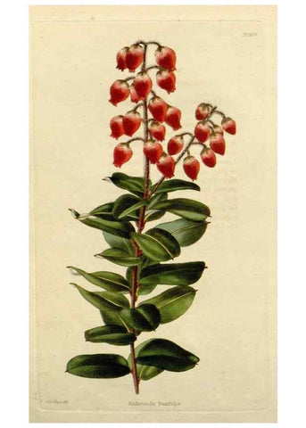 Reproducción/Reproduction 48782851633: The botanical cabinet. London :John & Arthur Arch ...,1817-1833.. 