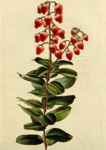 Reproducción/Reproduction 48782851633: The botanical cabinet. London :John & Arthur Arch ...,1817-1833.. 
