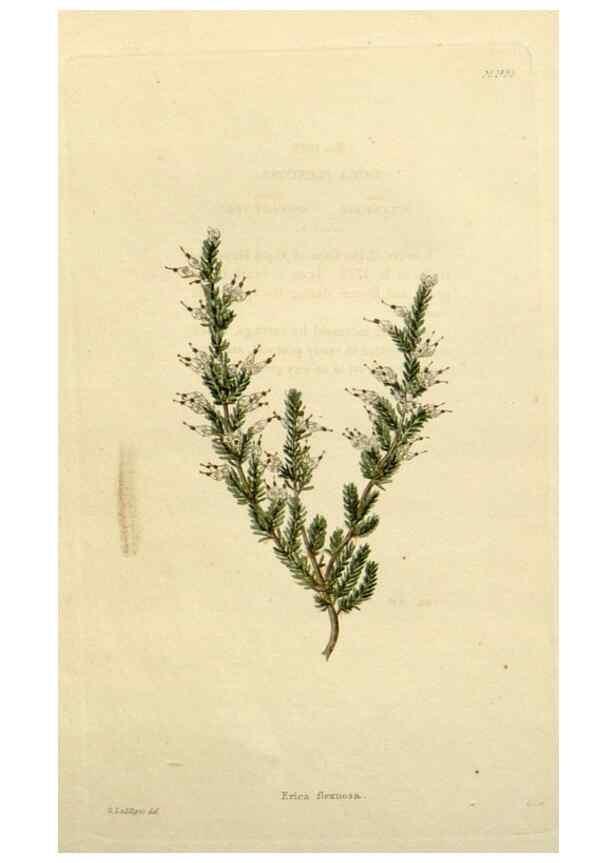 Reproducción/Reproduction 48782852223: The botanical cabinet. London :John & Arthur Arch ...,1817-1833.. 