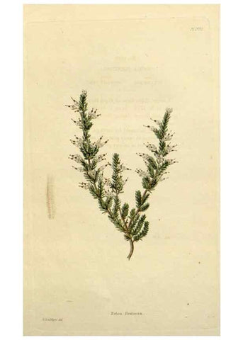 Reproducción/Reproduction 48782852223: The botanical cabinet. London :John & Arthur Arch ...,1817-1833.. 
