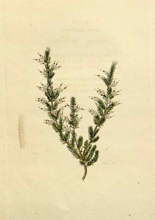 Reproducción/Reproduction 48782852223: The botanical cabinet. London :John & Arthur Arch ...,1817-1833.. 