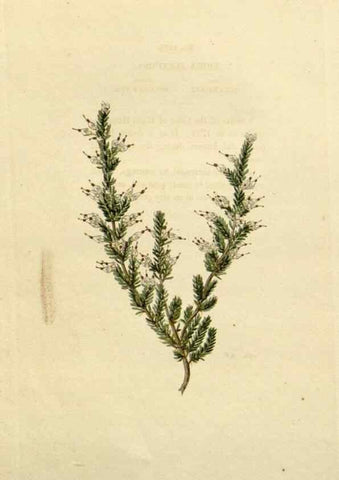 Reproducción/Reproduction 48782852223: The botanical cabinet. London :John & Arthur Arch ...,1817-1833.. 