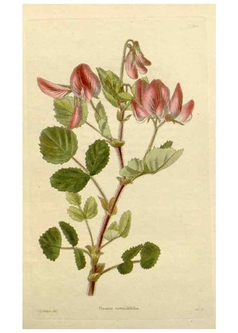 Reproducción/Reproduction 48782852823: The botanical cabinet. London :John & Arthur Arch ...,1817-1833.. 