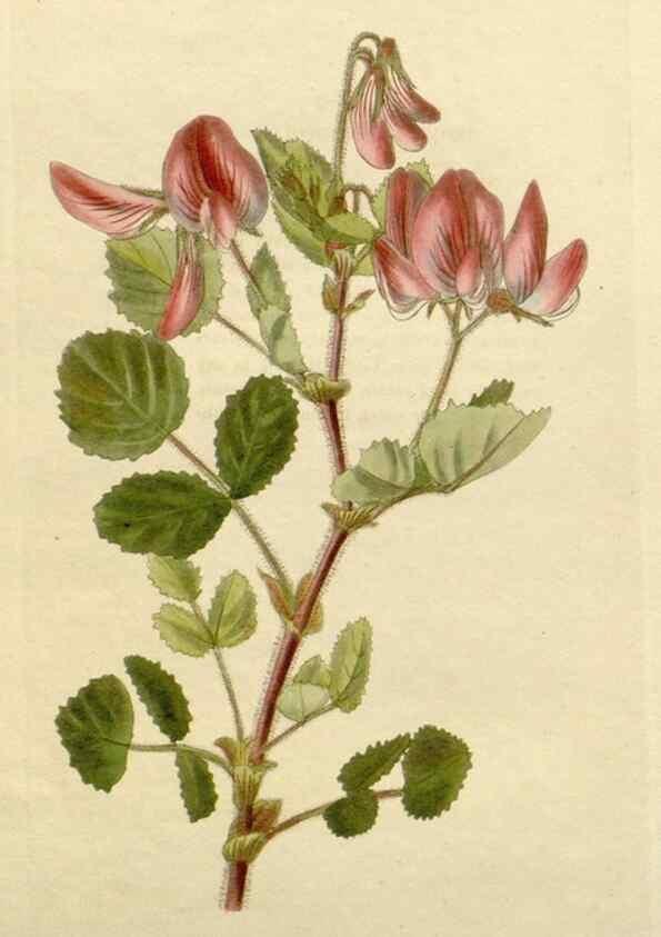 Reproducción/Reproduction 48782852823: The botanical cabinet. London :John & Arthur Arch ...,1817-1833.. 