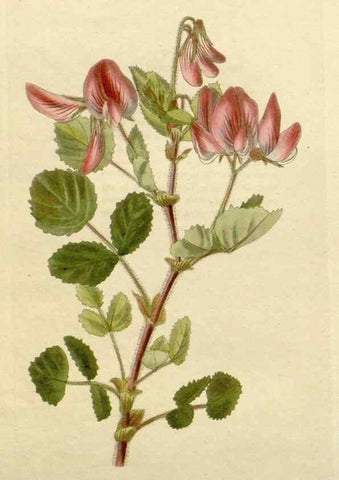 Reproducción/Reproduction 48782852823: The botanical cabinet. London :John & Arthur Arch ...,1817-1833.. 