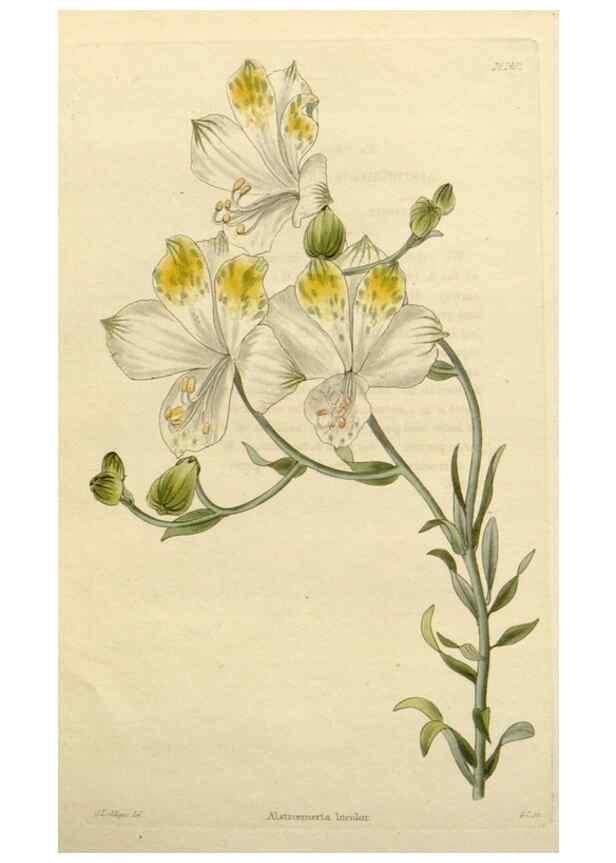 Reproducción/Reproduction 48783386847: The botanical cabinet. London :John & Arthur Arch ...,1817-1833.. 