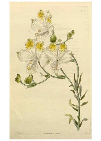 Reproducción/Reproduction 48783386847: The botanical cabinet. London :John & Arthur Arch ...,1817-1833.. 