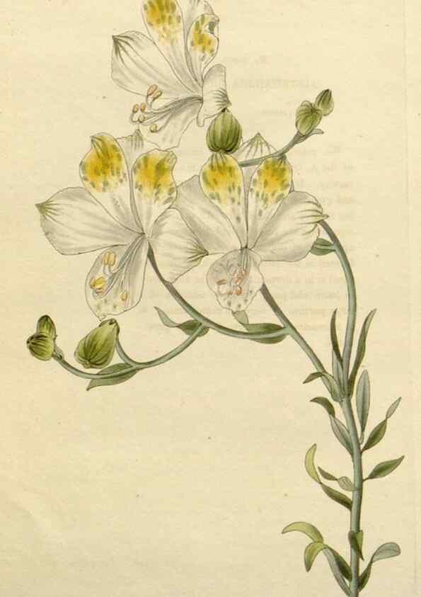 Reproducción/Reproduction 48783386847: The botanical cabinet. London :John & Arthur Arch ...,1817-1833.. 