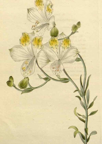 Reproducción/Reproduction 48783386847: The botanical cabinet. London :John & Arthur Arch ...,1817-1833.. 