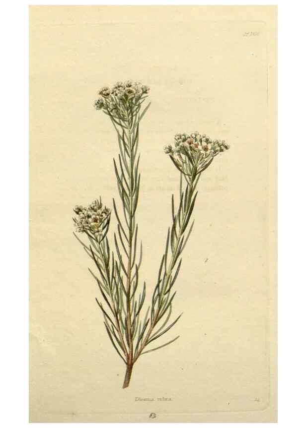 Reproducción/Reproduction 48783220611: The botanical cabinet. London :John & Arthur Arch ...,1817-1833.. 