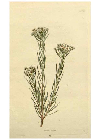 Reproducción/Reproduction 48783220611: The botanical cabinet. London :John & Arthur Arch ...,1817-1833.. 