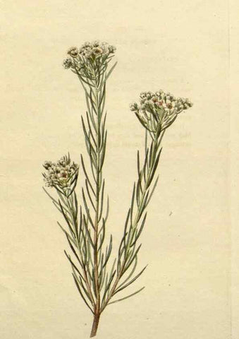 Reproducción/Reproduction 48783220611: The botanical cabinet. London :John & Arthur Arch ...,1817-1833.. 