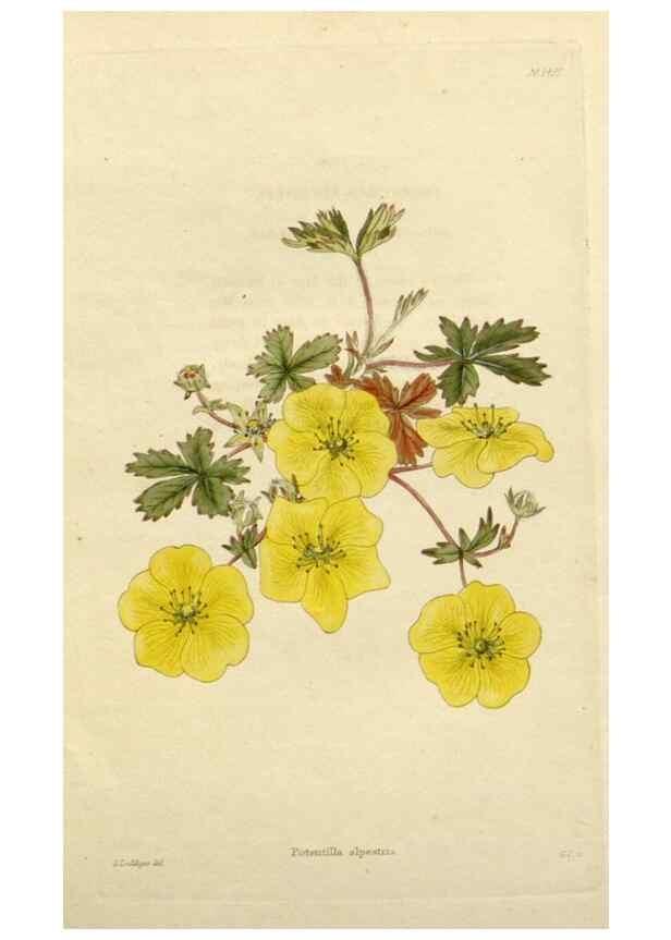 Reproducción/Reproduction 48783387807: The botanical cabinet. London :John & Arthur Arch ...,1817-1833.. 