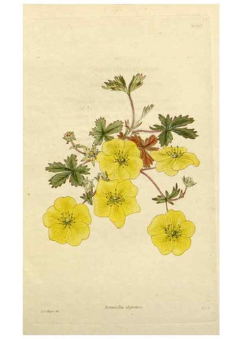 Reproducción/Reproduction 48783387807: The botanical cabinet. London :John & Arthur Arch ...,1817-1833.. 