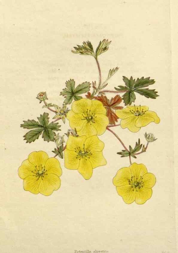 Reproducción/Reproduction 48783387807: The botanical cabinet. London :John & Arthur Arch ...,1817-1833.. 