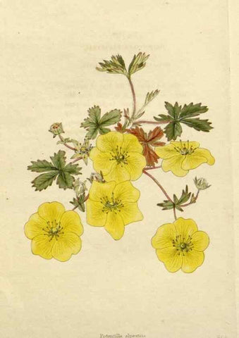 Reproducción/Reproduction 48783387807: The botanical cabinet. London :John & Arthur Arch ...,1817-1833.. 