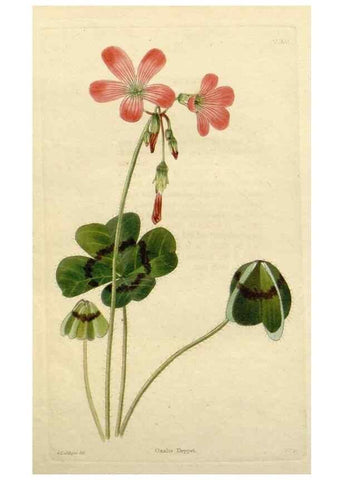 Reproducción/Reproduction 48782855098: The botanical cabinet. London :John & Arthur Arch ...,1817-1833.. 