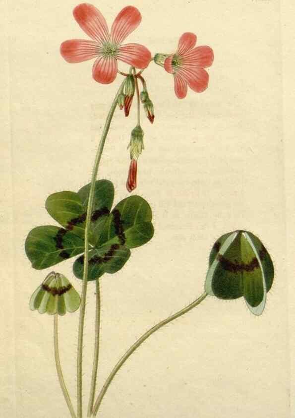 Reproducción/Reproduction 48782855098: The botanical cabinet. London :John & Arthur Arch ...,1817-1833.. 