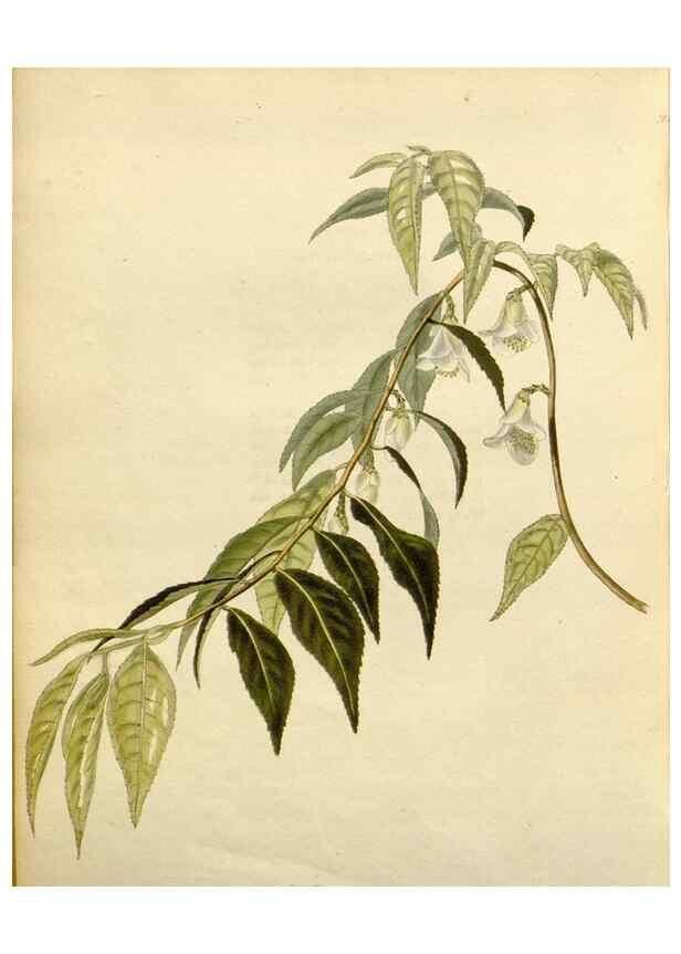 Reproducción/Reproduction 48783384237: The botanical cabinet. London :John & Arthur Arch ...,1817-1833.. 