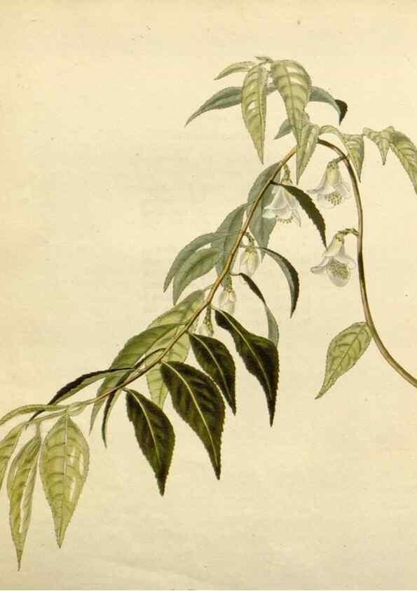 Reproducción/Reproduction 48783384237: The botanical cabinet. London :John & Arthur Arch ...,1817-1833.. 