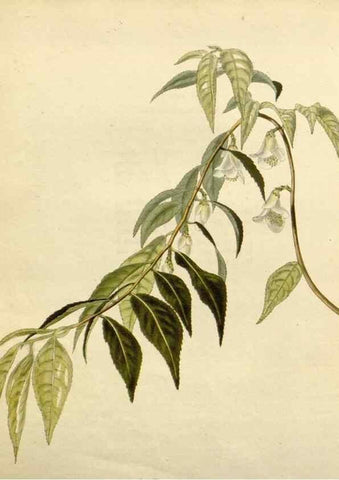 Reproducción/Reproduction 48783384237: The botanical cabinet. London :John & Arthur Arch ...,1817-1833.. 