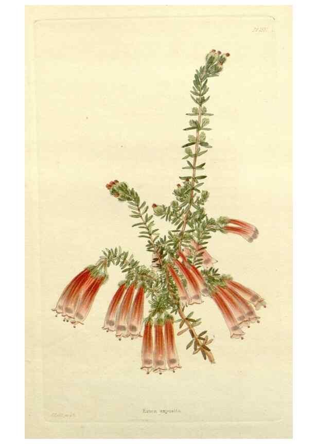 Reproducción/Reproduction 48783451777: The botanical cabinet. London :John & Arthur Arch ...,1817-1833.. 