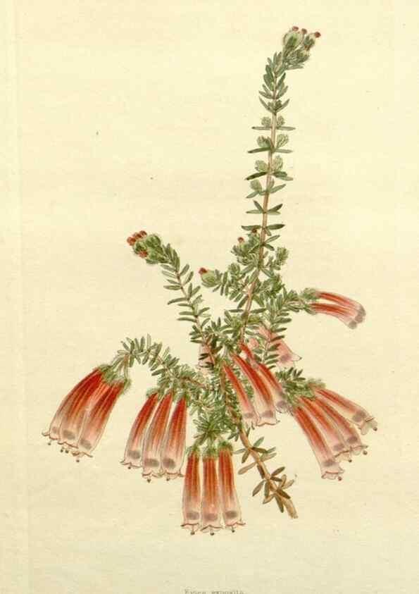Reproducción/Reproduction 48783451777: The botanical cabinet. London :John & Arthur Arch ...,1817-1833.. 