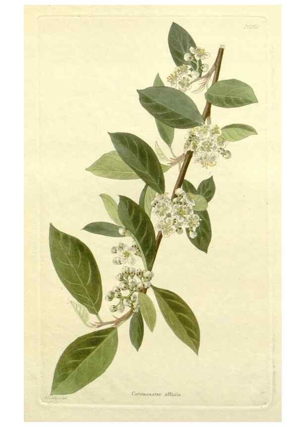 Reproducción/Reproduction 48782920143: The botanical cabinet. London :John & Arthur Arch ...,1817-1833.. 
