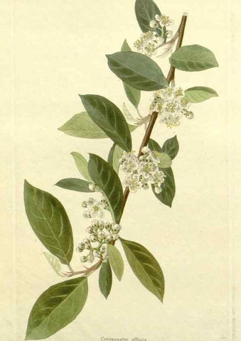 Reproducción/Reproduction 48782920143: The botanical cabinet. London :John & Arthur Arch ...,1817-1833.. 
