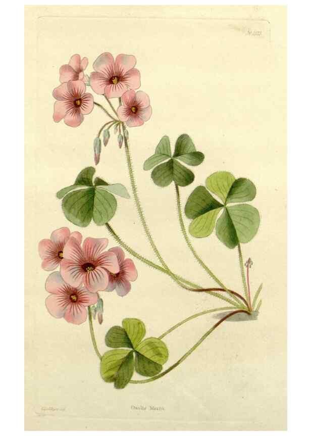 Reproducción/Reproduction 48782920823: The botanical cabinet. London :John & Arthur Arch ...,1817-1833.. 