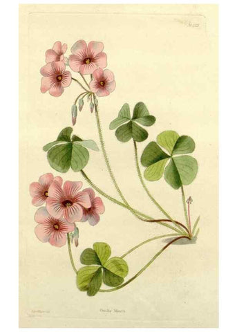 Reproducción/Reproduction 48782920823: The botanical cabinet. London :John & Arthur Arch ...,1817-1833.. 